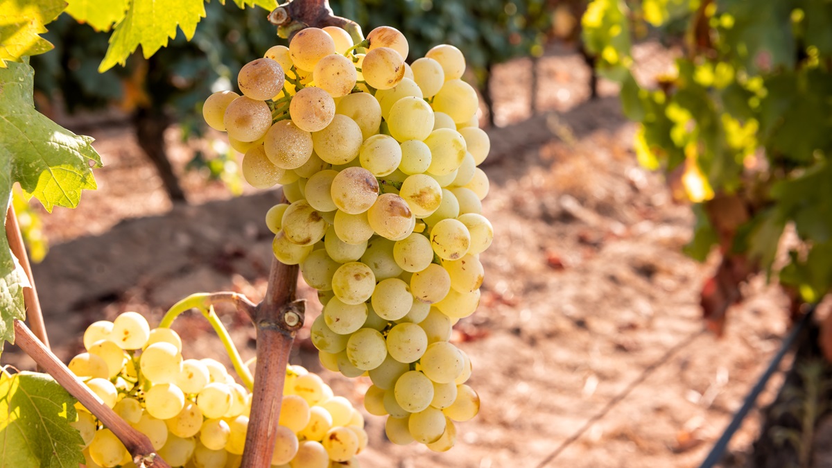 Lire la suite à propos de l’article Cépage : quand le rolle (ou vermentino) joue les grands blancs