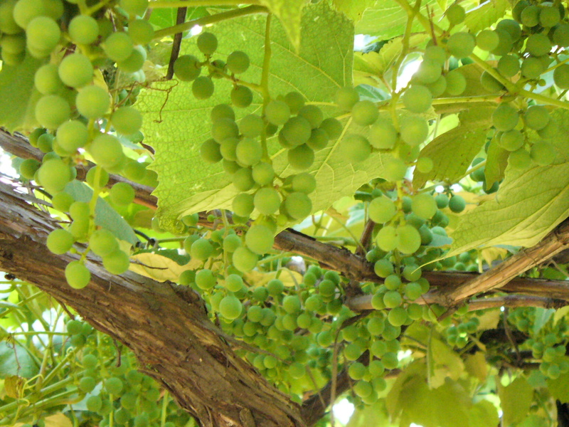 grapes rolle vermentino