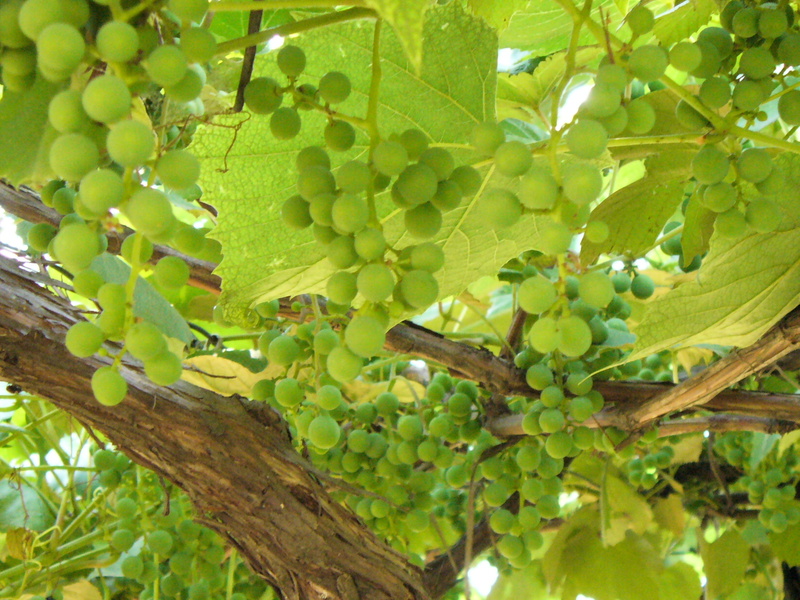 grapes