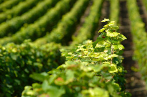Vignes bordeaux millésime 2009
millésime 2009 bordeaux
vins de bordeaux 2009 et 2010
