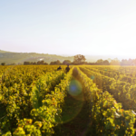 Mythiques, les vins de Jean-Marie Guffens