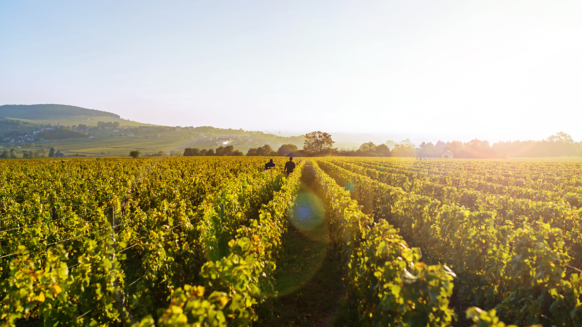 Lire la suite à propos de l’article Mythiques, les vins de Jean-Marie Guffens