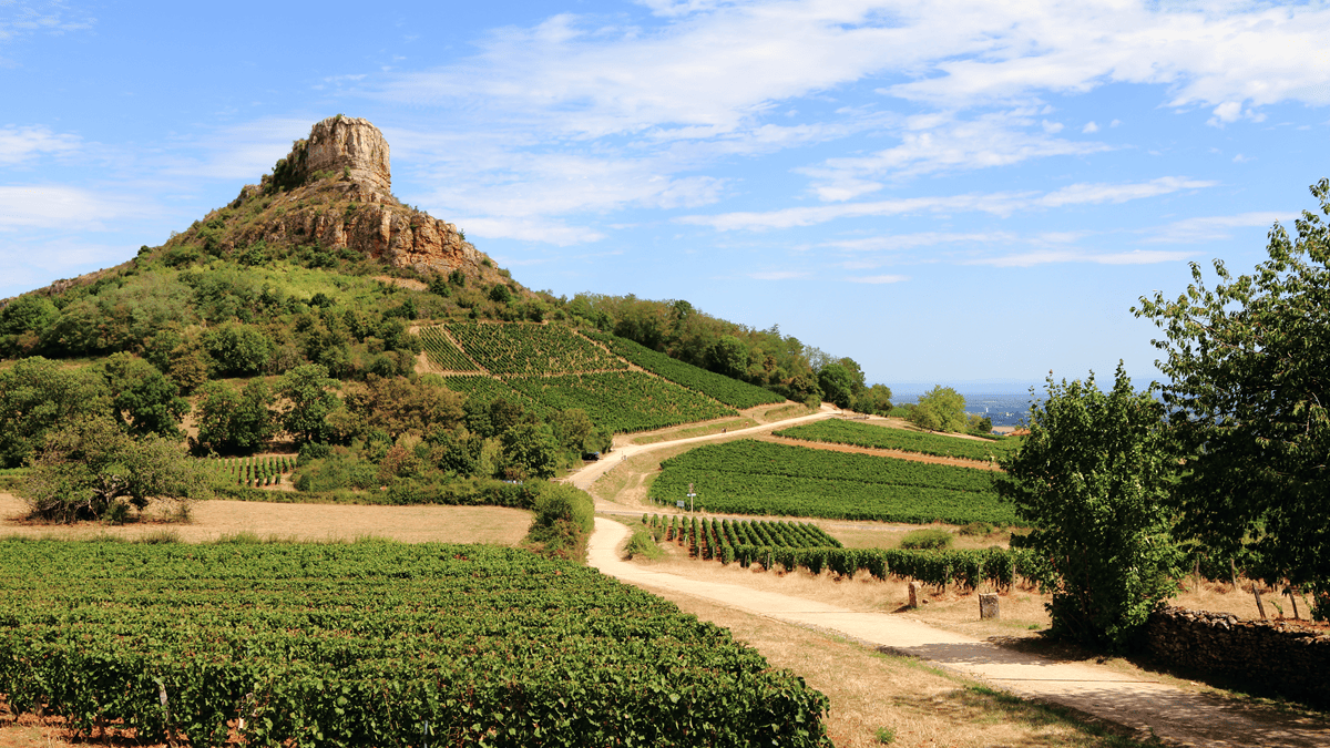 Lire la suite à propos de l’article Quels accords sur les vins de Pouilly-Fuissé et de Saint-Véran ?