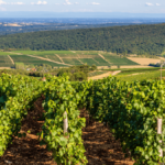 Offre iDéale – Les frères Thévenet au domaine de la Bongran