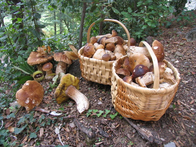 panier champignons