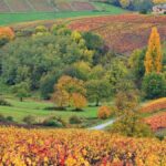 Disparition de Marcel Lapierre, grande figure du Beaujolais