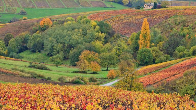 Lire la suite à propos de l’article Disparition de Marcel Lapierre, grande figure du Beaujolais