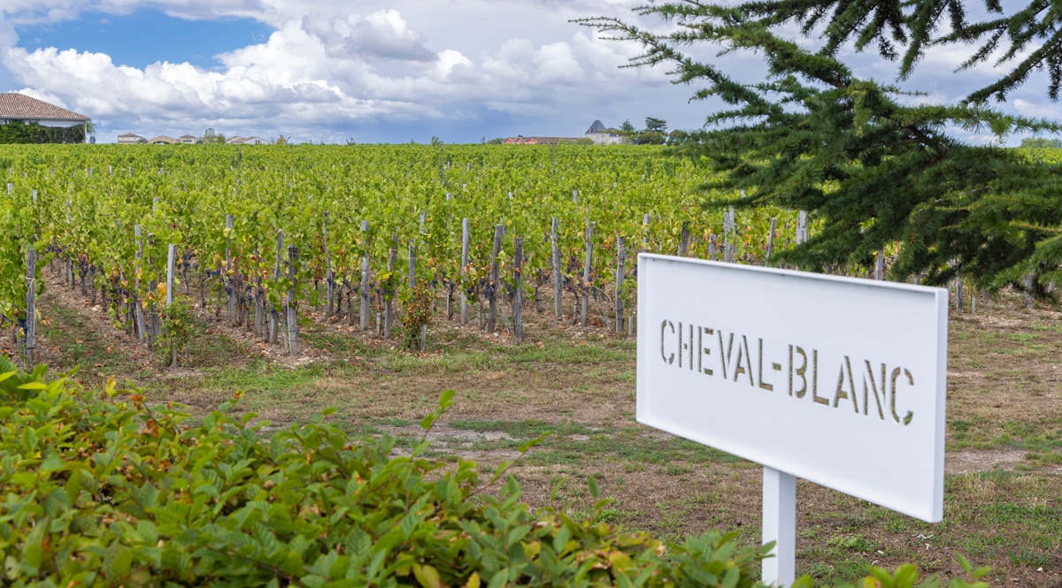 Lire la suite à propos de l’article Ces belges propriétaires de vignes en France