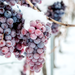 Le saviez-vous : comment produit-on le vin de glace  ?