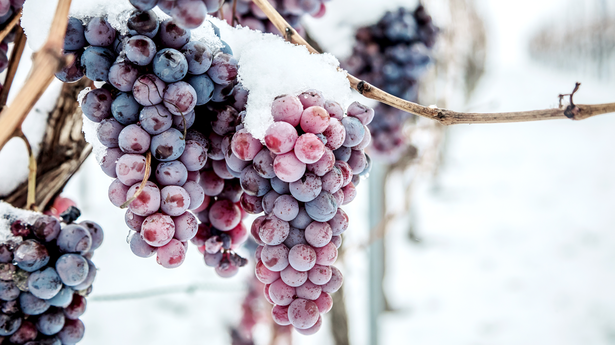 Lire la suite à propos de l’article Le saviez-vous : comment produit-on le vin de glace  ?