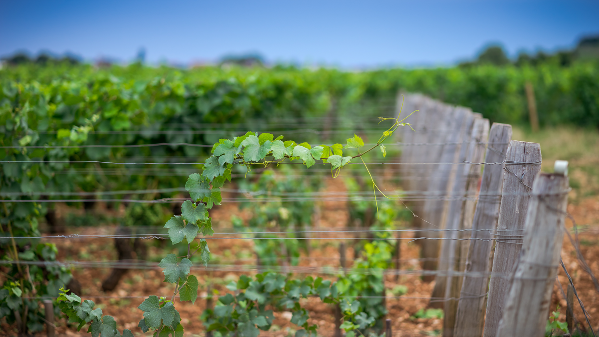 Lire la suite à propos de l’article Le saviez-vous : A quoi sert le palissage de la vigne ?