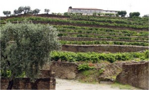 Histoire1 Viticulture en France : facteurs physiques et influences culturelles 2