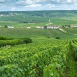 L’émergence d’une viticulture en France : facteurs physiques, géographiques et influences culturelles