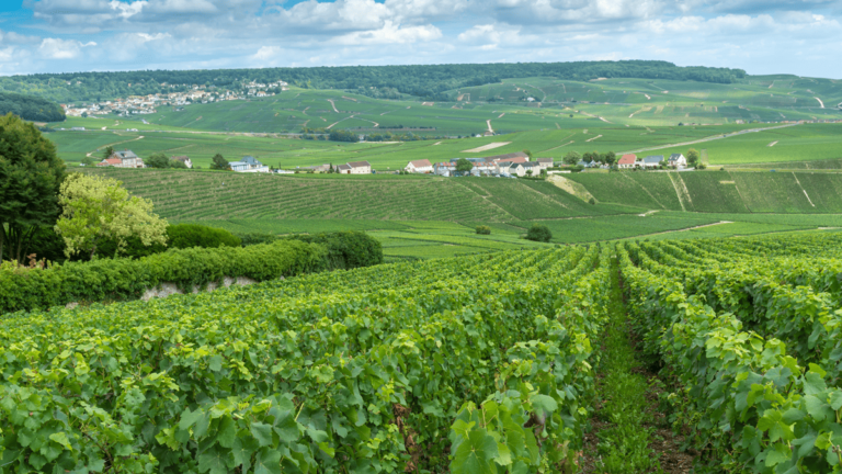 Lire la suite à propos de l’article L’émergence d’une viticulture en France : facteurs physiques, géographiques et influences culturelles