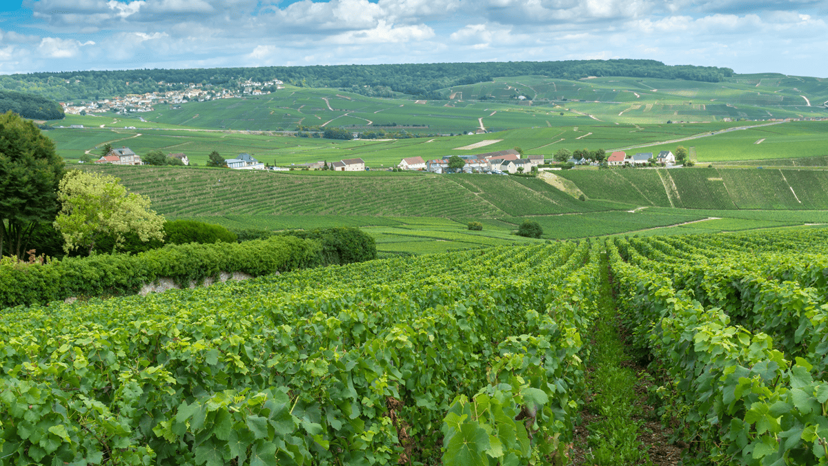 Lire la suite à propos de l’article L’émergence d’une viticulture en France : facteurs physiques, géographiques et influences culturelles