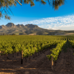 Les vins d’Afrique du Sud : plus de trois siècles d’histoire