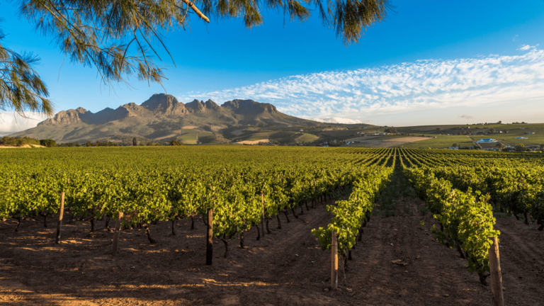 Lire la suite à propos de l’article Les vins d’Afrique du Sud : plus de trois siècles d’histoire
