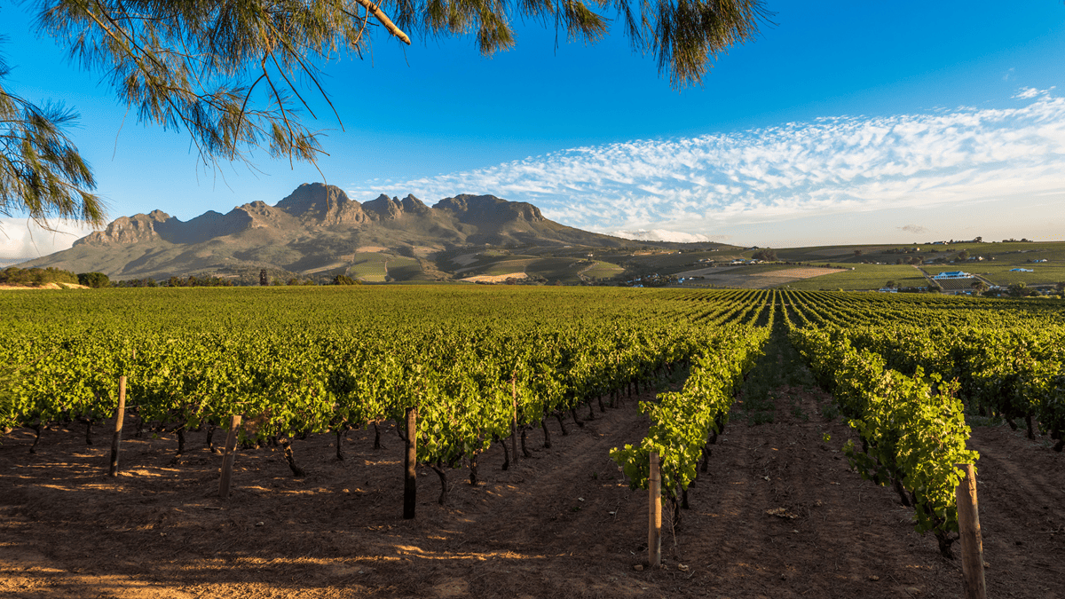 Lire la suite à propos de l’article Les vins d’Afrique du Sud : plus de trois siècles d’histoire