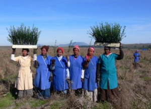 Afrique du Sud histoire du vin