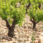 Un verre de Château Rayas 1978 avec Thierry Desseauve