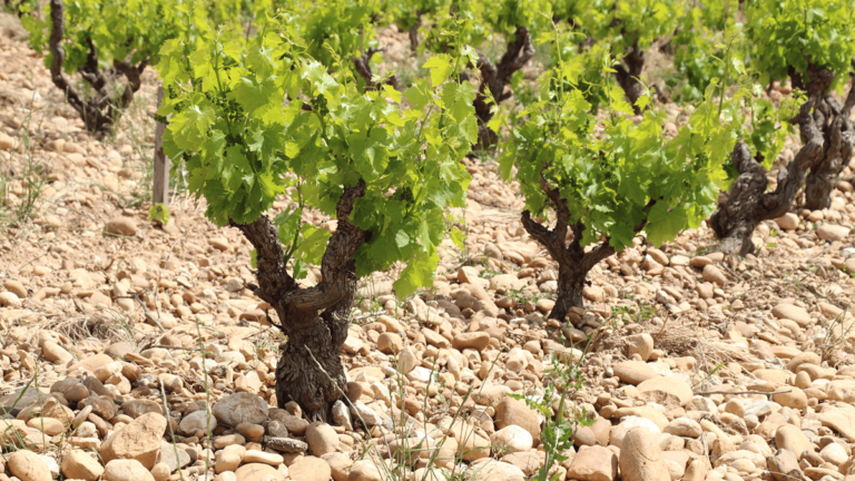 Lire la suite à propos de l’article Un verre de Château Rayas 1978 avec Thierry Desseauve