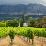 Klein Constantia : pleins feux sur un domaine mythique
