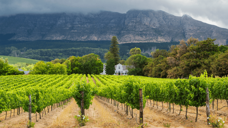Lire la suite à propos de l’article Klein Constantia : pleins feux sur un domaine mythique