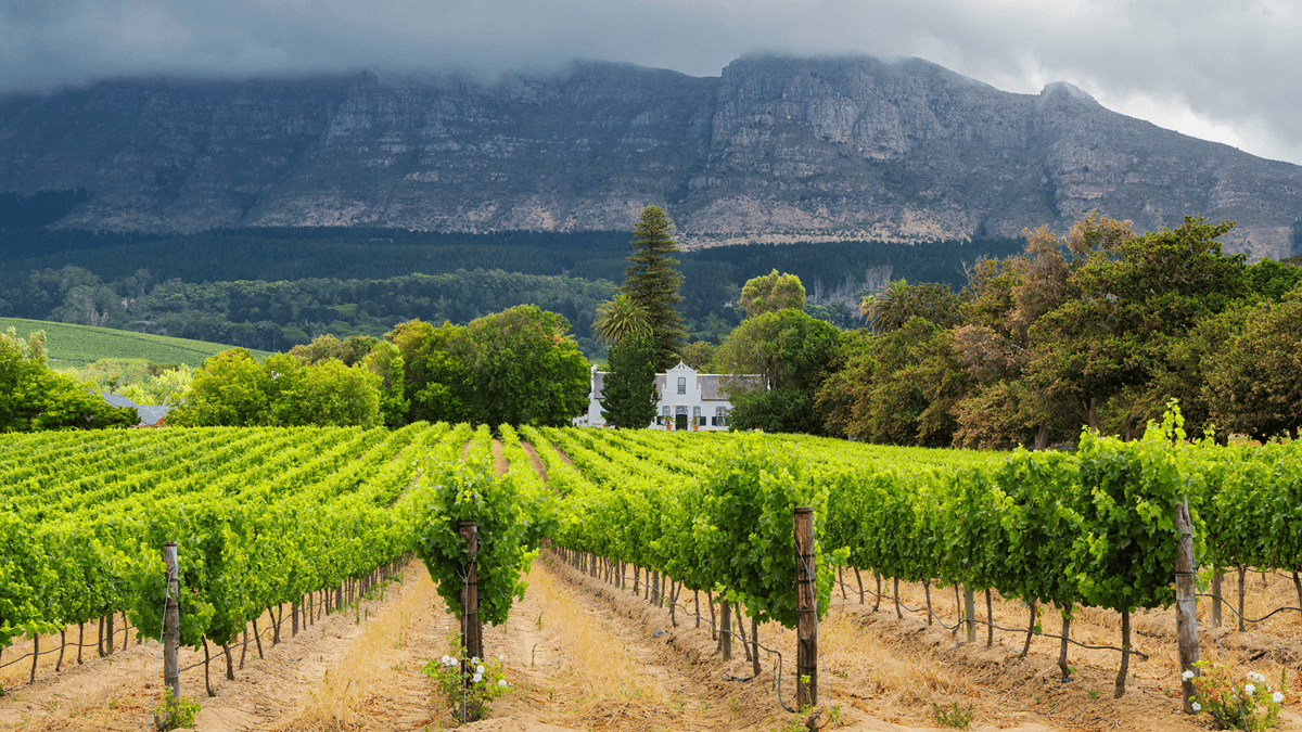 Lire la suite à propos de l’article Klein Constantia : pleins feux sur un domaine mythique