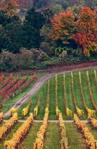 Denbies-Vineyard