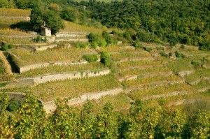 EMIL8669 Plein feux sur Cornas vignoble Rhône nord iDealwine