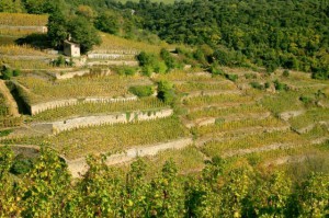 Plein feux sur Cornas vignoble Rhône nord iDealwine