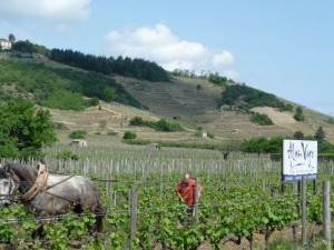 P1020901 Plein feux sur Cornas vignoble Rhône nord iDealwine Alain Voge