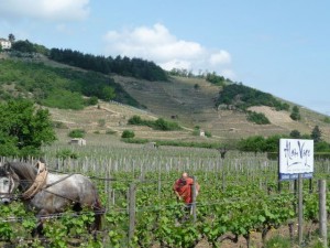 Plein feux sur Cornas vignoble Rhône nord iDealwine Alain Voge