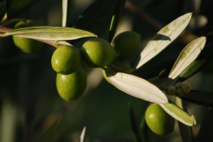 olives 2 tapenade verte vin