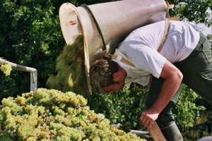 domaine leflaive bourgogne montrachet grand cru vendanges