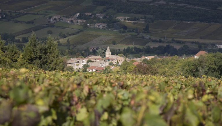 Lire la suite à propos de l’article Star de Mâcon, le domaine des Héritiers du Comte Lafon