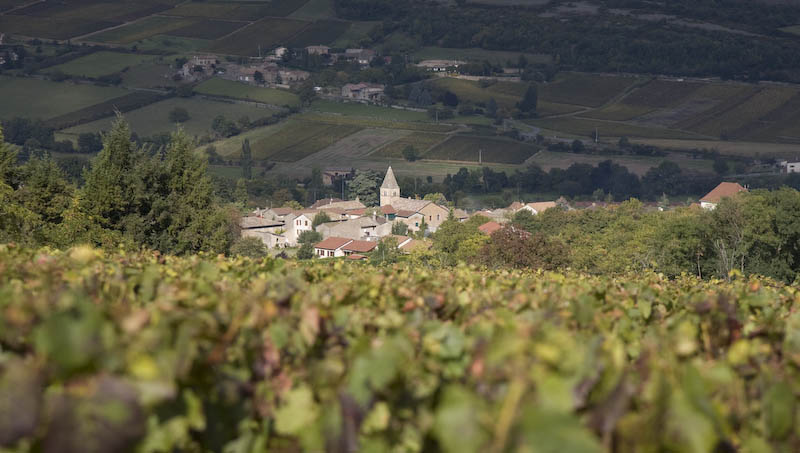 Lire la suite à propos de l’article Star de Mâcon, le domaine des Héritiers du Comte Lafon