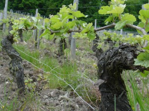 Les vignes de Vacheron Domaine Vacheron Sancerre vin Loire iDealwine Les Romains