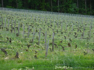 Vacheron_ Les Vignes de rouge Domaine Vacheron Sancerre vin Loire iDealwine VIGNES