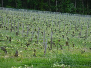 Domaine Vacheron Sancerre vin Loire iDealwine VIGNES