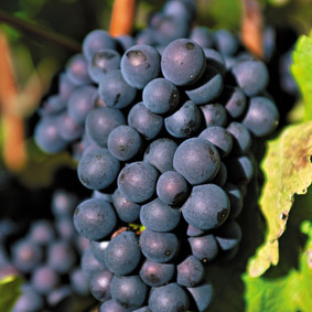 cabernet-franc Pleins feux sur l'appellation Bourgueil iDealwine