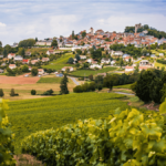 Le domaine Vacheron : une valeur sûre de Sancerre
