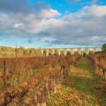 Histoire du vin : la vigne a survécu à la chute de l’Empire Romain