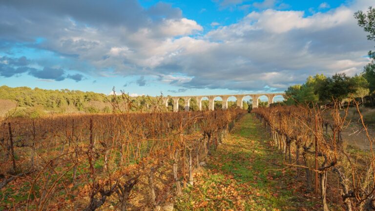 Lire la suite à propos de l’article Histoire du vin : la vigne a survécu à la chute de l’Empire Romain