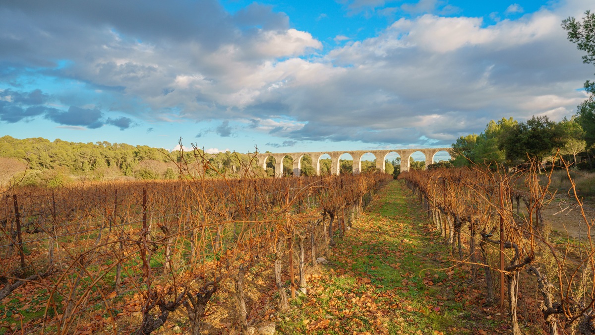 Lire la suite à propos de l’article Histoire du vin : la vigne a survécu à la chute de l’Empire Romain