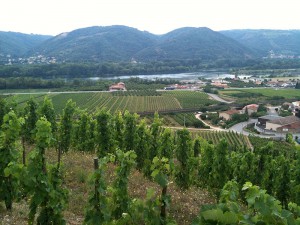 Crozes-Hermitage vignes