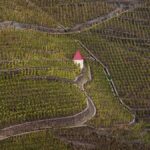 Pleins feux sur le domaine Bonnefond, en Côte-Rôtie