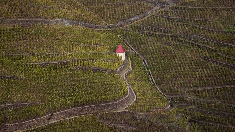 Lire la suite à propos de l’article Pleins feux sur le domaine Bonnefond, en Côte-Rôtie