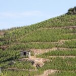 Dégustation : les terroirs de Crozes-Hermitage