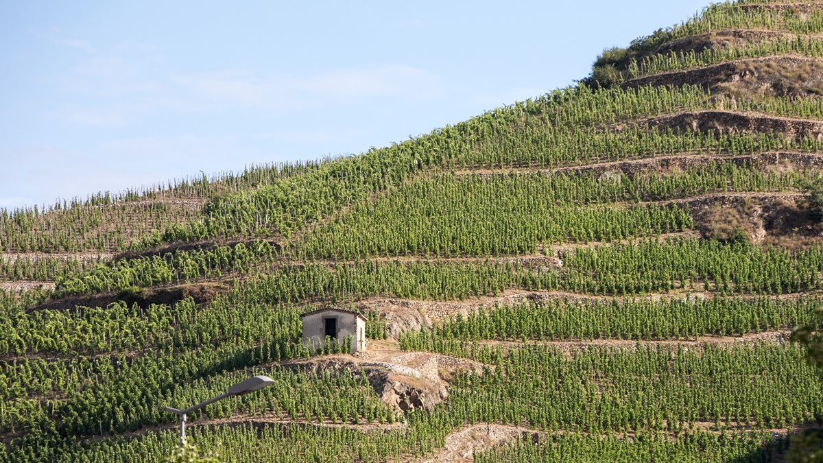 Lire la suite à propos de l’article Dégustation : les terroirs de Crozes-Hermitage